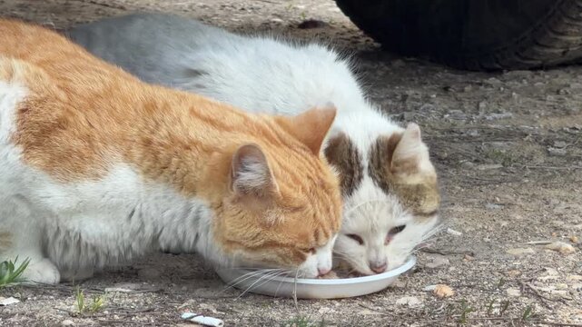 Two hungry stray cats huddle together to share a small meal from a white plate. This touching moment feels peaceful and highlights their strong bond for survival. They find comfort in each other.