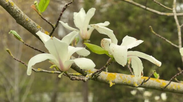 Elegant white magnolia blossoms open wide on a textured tree branch. The scene feels pure and joyful as sunlight touches the petals. This beautiful sight brings a sense of quiet happiness.