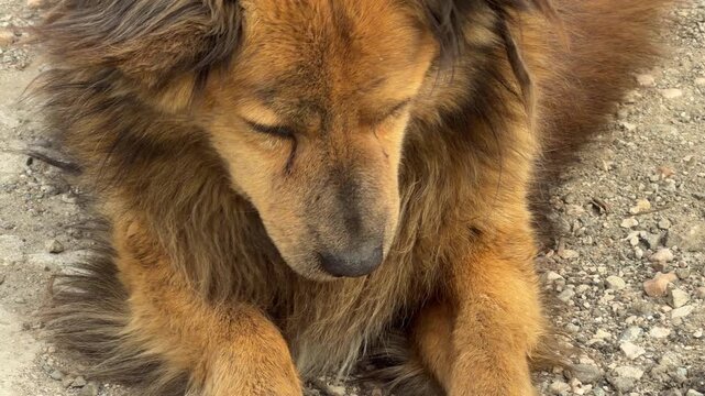 A fluffy, long-haired dog looks directly at the camera with a gentle and loyal expression. It sits calmly on the rough ground, appearing peaceful yet lonely. The warm fur shines in the light.