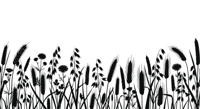 Silhouette of various wildflowers and cereal crops like wheat and oats growing in a meadow against a clean white background.