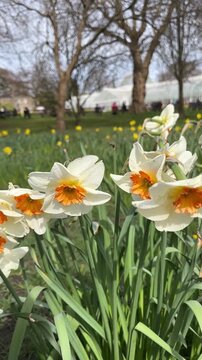 Narcissus, large cup-shaped Daffodils in bloom, beautiful&nbsp;yellow flower in the public park. Yellow is the colour of cheerfulness.&nbsp;