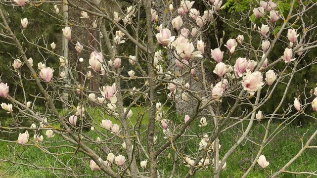 Large pink and white flowers bloom beautifully on thin branches in a spring park. The soft petals feel elegant and hopeful against the green grass. This lovely tree brings a sense of fresh peace.