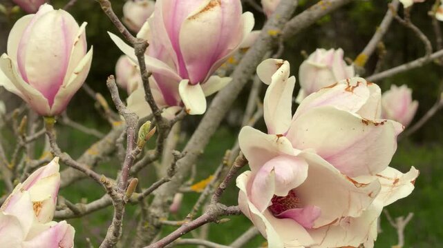 Large pink and white magnolia flowers open gracefully on wooden branches. The soft petals feel tender, romantic, and full of life in the warm spring air. This close-up view brings a sense of joy.