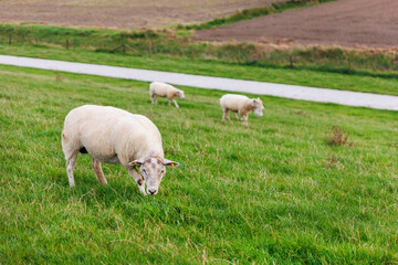Fototapeta premium Many grazing sheep in herd scene on dyke lush green field pasture meadow grassland at North Sea coast East Frisia Lower Saxony Germany. Scenic german livestock rural countryside landscape view