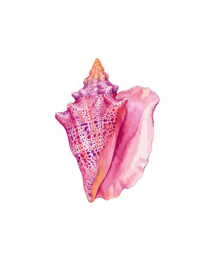 pink conch shell illustration, vibrant tropical sea shell on white background, nautical beach decor element for summer designs