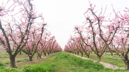 Fototapeta premium Rows of blooming peach trees in an orchard during spring