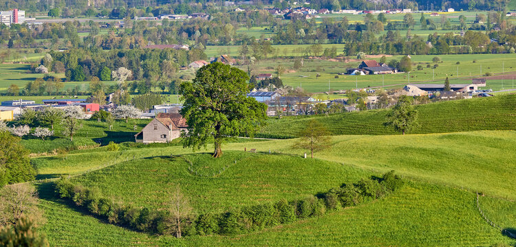 Eine alte Eiche wacht &uuml;ber Altst&auml;tten in Kanton St. Gallen