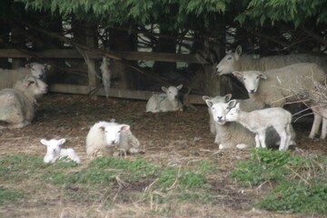 Fototapeta premium A peaceful group of sheep lying together under trees in a shaded rural pasture, showing calm livestock behaviour in a natural countryside farming environment.