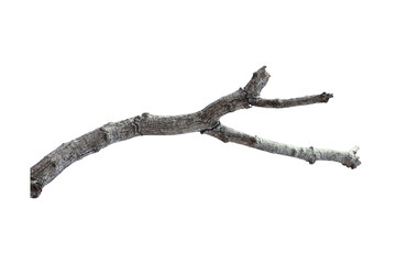 Obraz premium Natural branch, single branch, tree branch