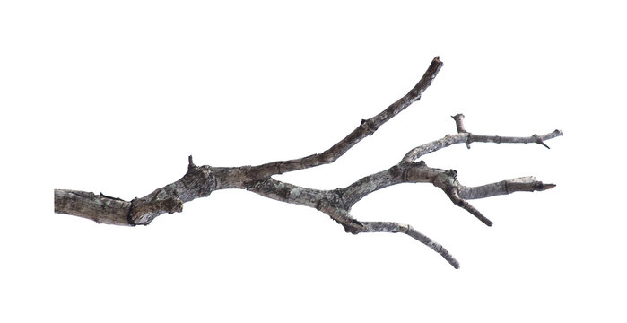 Natural branch, single branch, tree branch