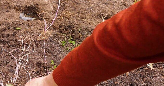 Farmer weeding the vegetable garden by hand
