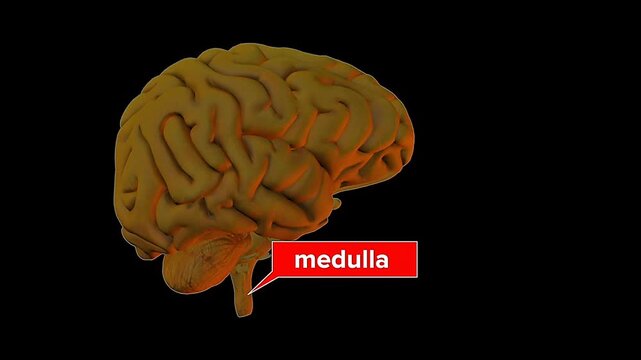 3D animation showing medulla oblongata controlling breathing, heartbeat, and vital reflexes.