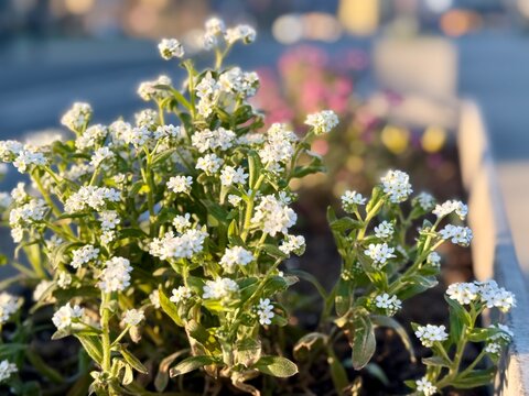 White forget-me-not flowers blooming in sunny planter box. Myosotis alpestris clusters with fresh green foliage create delicate spring floral display in outdoor garden setting.