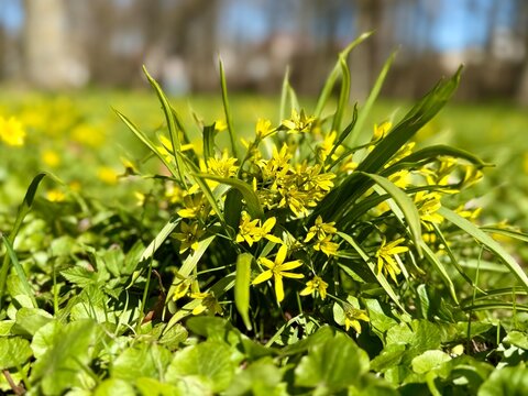 Yellow star of Bethlehem flowers blooming in spring grass with fresh green leaves. Gagea lutea wildflowers in sunny woodland meadow with soft natural background.