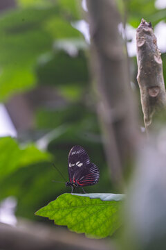 Voici une proposition optimis&eacute;e pour Adobe Stock, con&ccedil;ue pour maximiser votre visibilit&eacute; aupr&egrave;s des acheteurs.

Description (Fran&ccedil;ais) :
Papillon noir aux taches rouges et blanches pos&eacute; sur une feuill