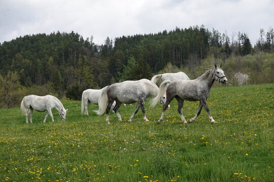 Lipizzaner on the pasture in spring . Lipizzaner auf der Weide im Fr&uuml;hjahr