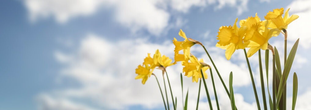 Daffodils Spring flower background against a blue sky