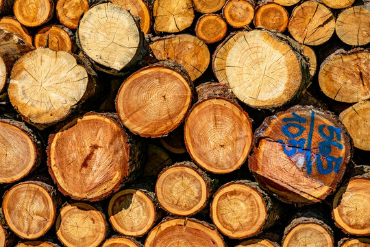 Frisch ges&auml;gtes Brennholz am Waldrand