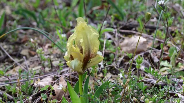 a wild dwarf iris with pale yellow and brown patterned petals blooming in a forest meadow, featuring the delicate flower swaying in the wind on a bright spring day