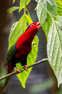 Oiseau tropical au corps rouge vif et calotte noire perch&eacute; sur une branche fine au milieu de grandes feuilles vertes stri&eacute;es.
