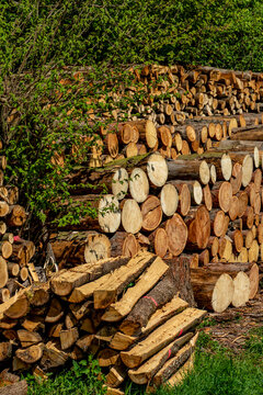 Frisch ges&auml;gtes Brennholz am Waldrand