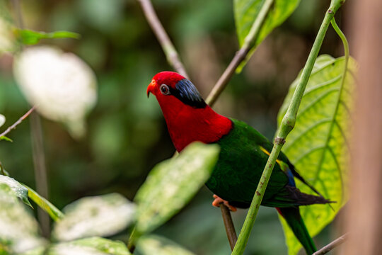 Oiseau tropical au corps rouge vif et calotte noire perch&eacute; sur une branche fine au milieu de grandes feuilles vertes stri&eacute;es.