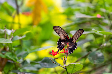 Fototapeta premium Papillon noir aux ailes déployées avec taches rouges et blanches posé sur une fleur rouge au cœur d'une végétation dense.