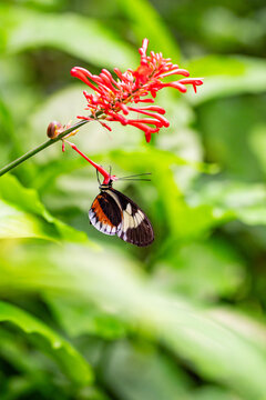 Papillon monarque suspendu t&ecirc;te en bas &agrave; une fleur rouge allong&eacute;e dans un environnement naturel lumineux et verdoyant.