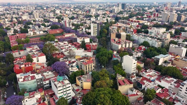 Drone view of urban layout with jacaranda blossoms in CDMX