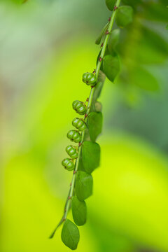 Fresh green fruits growing on the Phyllanthus tree with natural background