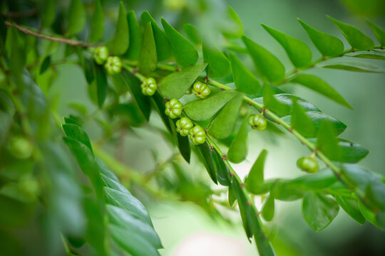 Fresh green fruits growing on the Phyllanthus tree with natural background