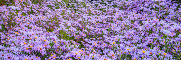 Obraz premium Purple flowers bloom in a garden during springtime near a park with green trees