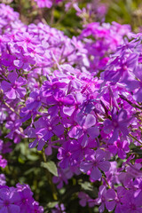 Obraz premium Bright purple flowers grow in a sunny garden during spring season in a neighborhood backyard