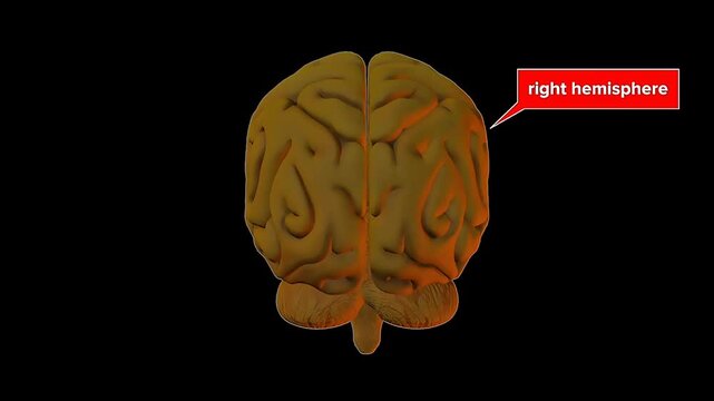 Right and left hemisphere of the brain and cerebellum location.
