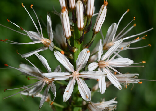 fleur d'asphod&egrave;le blanche