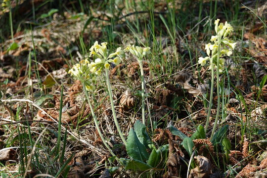 Cowslip . Primrose . Echte Schl&uuml;sselblume (Primula veris; Primula officinalis) . Primel 