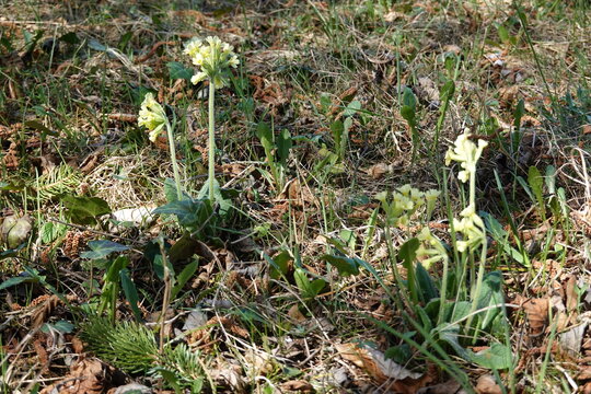 Cowslip . Primrose . Echte Schl&uuml;sselblume (Primula veris; Primula officinalis) . Primel 
