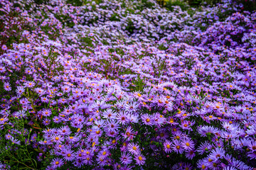Obraz premium Purple flowers bloom in a garden during the late afternoon sun in autumn season