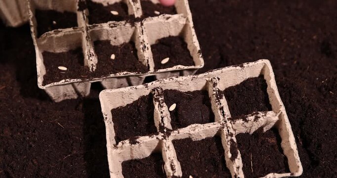 melon seeds and earth-filled cardboard pots for seedlings with brown soil, white melon seeds and paper disposable cups for seedlings filled with soil mixed with humus and peat