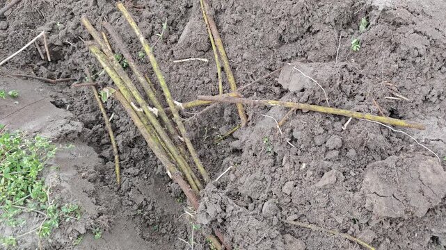 Detailed close-up footage of recently unearthed raspberry plant roots and vibrant green stems lying on loose, dark brown soil, illustrating the process of gardening, cultivation, and agricultural