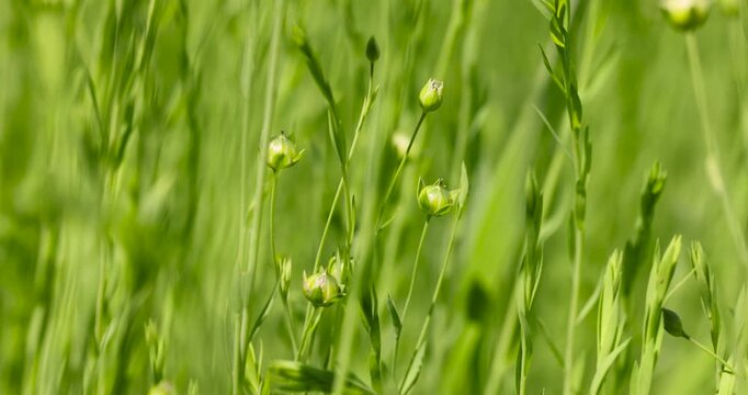 green tall flax sprouts in the summer in the field, flax in a cold climate, sunny warm bright weather in the agricultural field