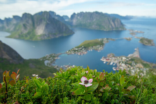 Dwarf cornel, bunchberry (Cornus suecica) blooming at the summit of a famous Reinebringen hill with a view over Reine village at Lofoten islands, Norway, Europe