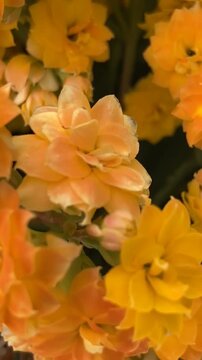 Kalanchoe blossfeldiana or Flaming Katy, Christmas kalanchoe yellow orange flowers, popular cultivated house plant native to Madagascar,4K vertical video.