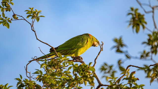 A beautiful parrot (maritaca), a parrot (maritaca) on the branches of a jaboticaba tree, in the Brazilian summer, natural light, selective focus.