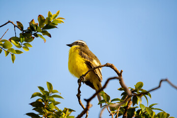 Obraz premium Great Kiskadee, a beautiful Great Kiskadee in the branches of a jaboticaba tree, in the Brazilian summer, natural light, selective focus.