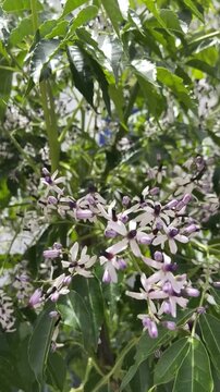 Melia azedarach or Chinaberry tree, White cedar with pale purple flowers close up, 4K.