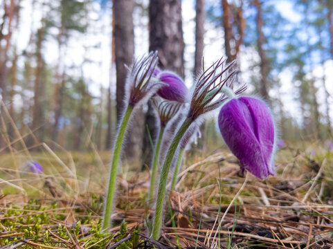 Macro close-up of pasqueflower blossom, Pulsatilla patens with soft blue and green tones, wild spring flower in natural habitat