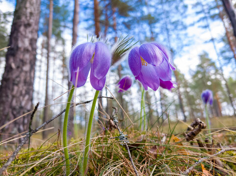 Beautiful violet pasqueflower flowers growing in green meadow, close-up of Pulsatilla patens in spring, wild flora in natural landscape