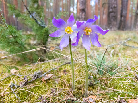 Purple pasqueflower in bloom, Pulsatilla patens wildflower macro with soft grass background, springtime nature scene in forest meadow