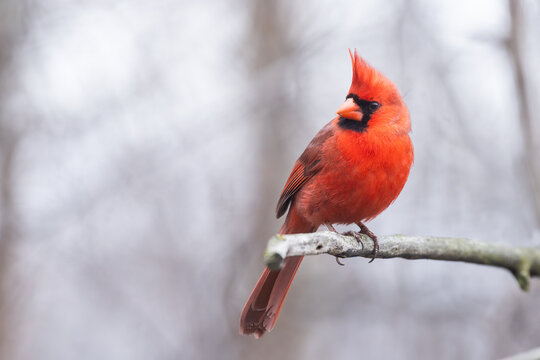 northern cardinal (Cardinalis cardinalis) in spring
